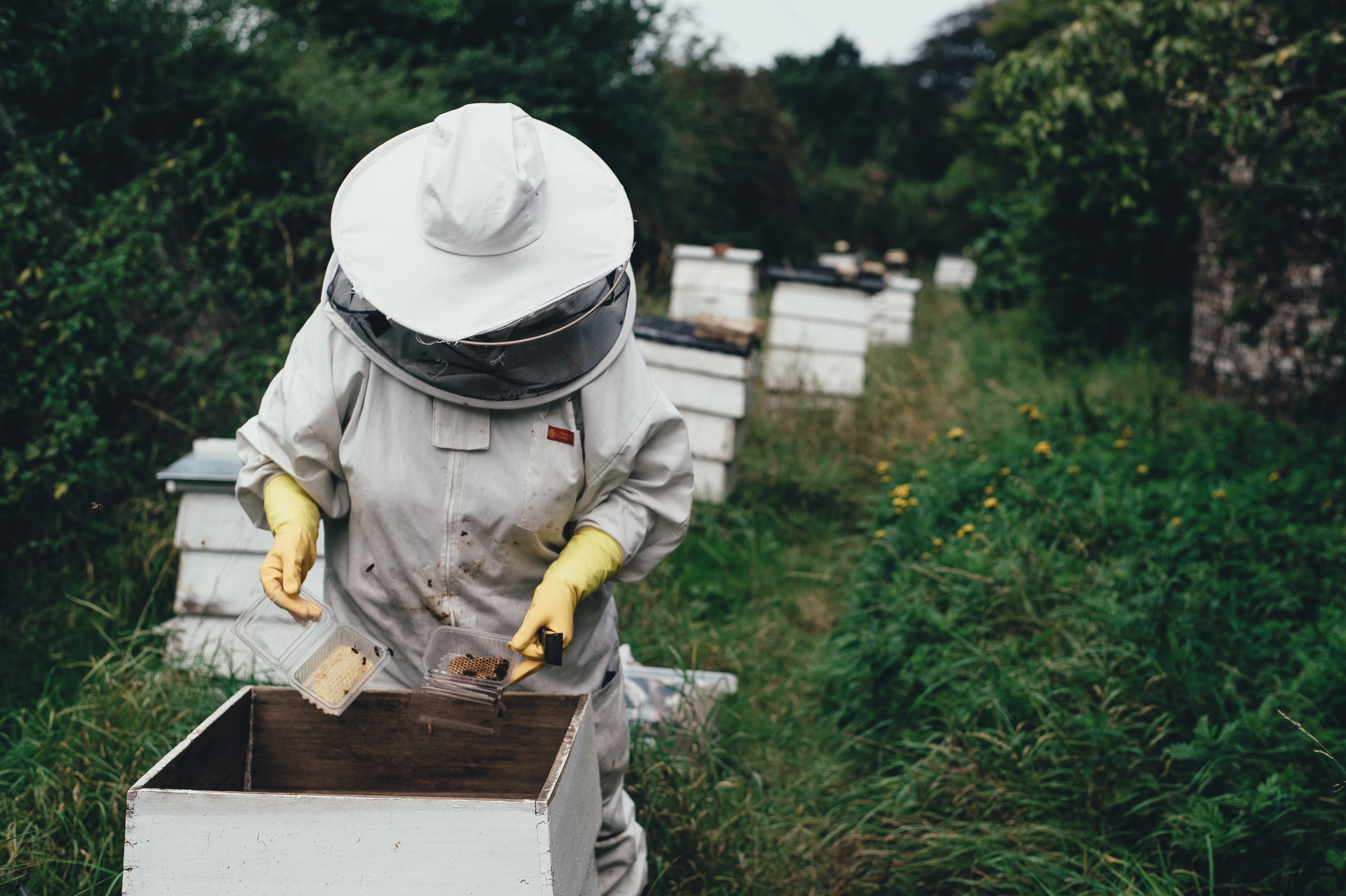 beeKeeper-Desktop beeKeeper-Desktop